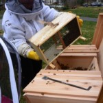 Pouring honey bees into the hive.