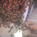 The bees are very hard at work building up their comb.