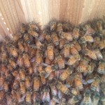 A view of the bees from the observation window.