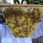 Capped brood.