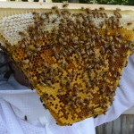 Capped honey on top.